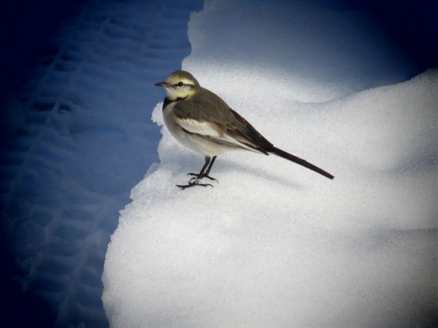 雪と鳥
