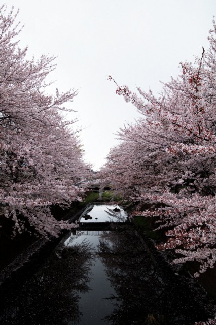 川辺の桜